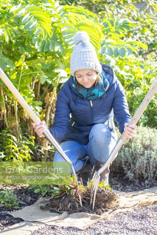 Woman using a pair of digging forks to separate perennials