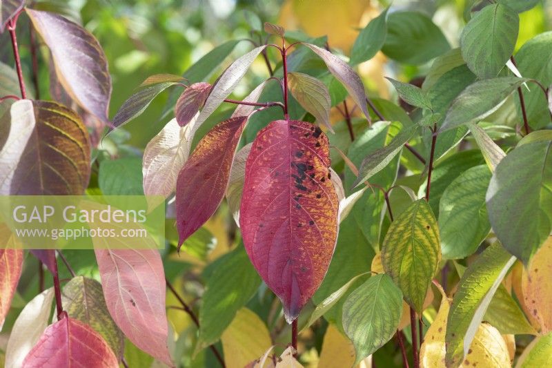 Cornus alba Baton Rouge Minbat - Red barked dogwood foliage in autumn