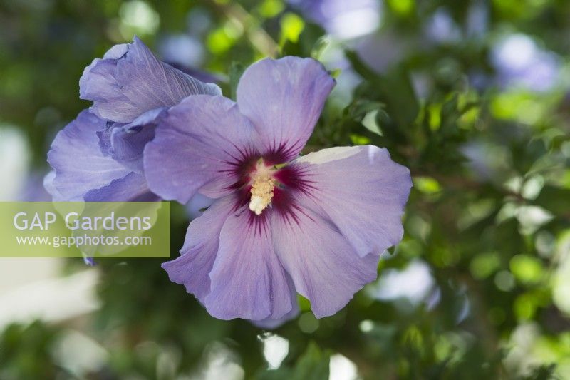 Hibiscus syriacus 'Blue Bird' syn.  'Oiseau Bleu' - August