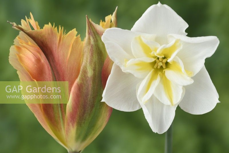 Narcissus  'Lemon Beauty'  Daffodil  Div. 11b  Split-corona Papillon  and Tulipa  'Golden Artist'  Tulips  Viridiflora Group  May
