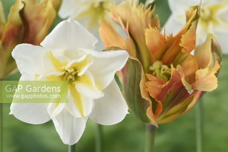 Narcissus  'Lemon Beauty'  Daffodil  Div. 11b  Split-corona Papillon  and Tulipa  'Golden Artist'  Tulips  Viridiflora Group  May
