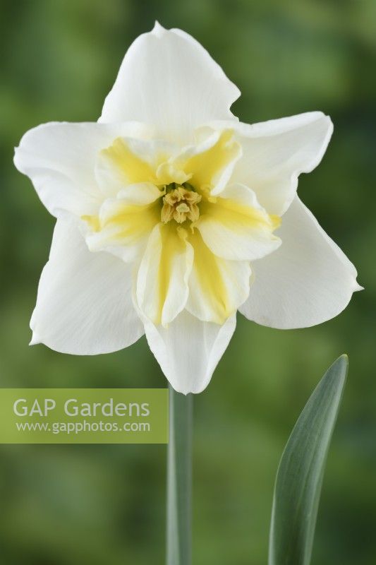 Narcissus  'Lemon Beauty'  Daffodil  Div. 11b  Split-corona Papillon  May
