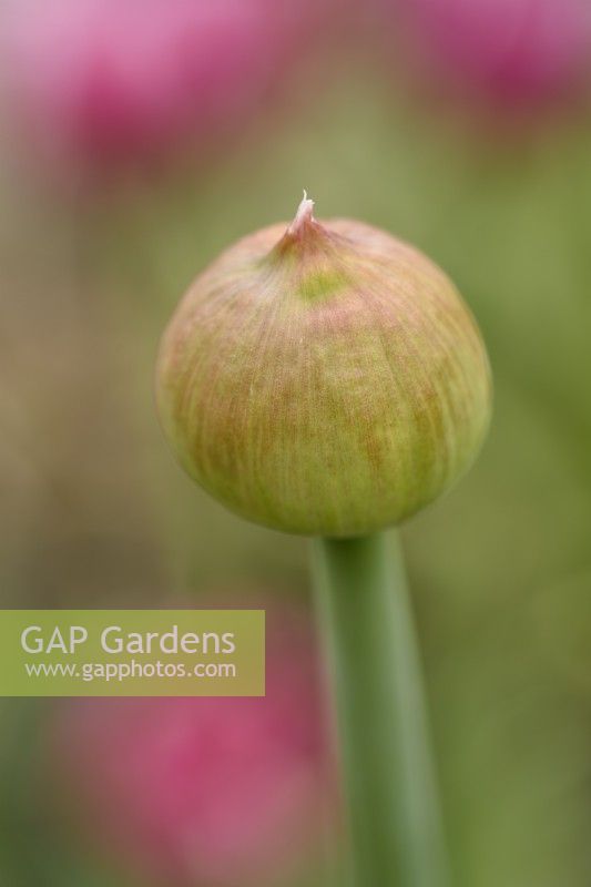 Allium  'Ambassador'  Ornamental onion  Flower bud  May