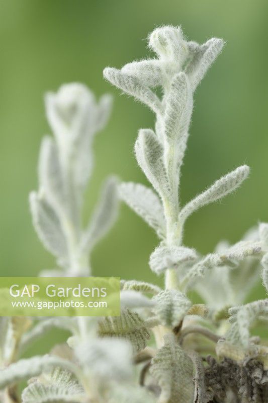 Tanacetum haradjanii  Silver lace tansy  Flower bud and stalk  June
