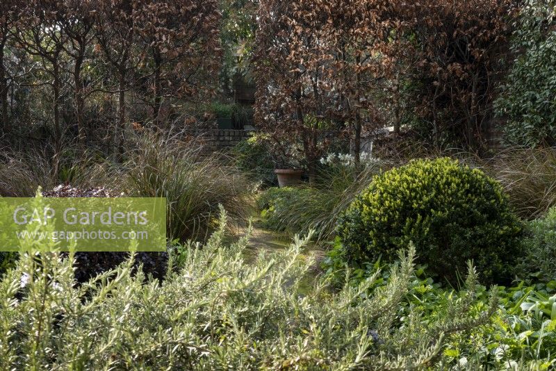 A long narrow  city garden planted  for round the  year interest.  Plants included: Pittosporum tenuifolium 'Purpureum', Rosmarinus officinalis prostratus, Anemanthele lessoniana, Box spheres - Buxus sempervirens and Beech hedge - Fagus sylvatica, which creates a natural screen, dividing the garden into rooms.  Designer: Emma Plunket