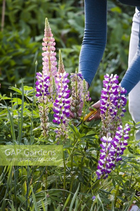 Woman deadheading Lupins. Cut off the flower heads when they have died down. 
