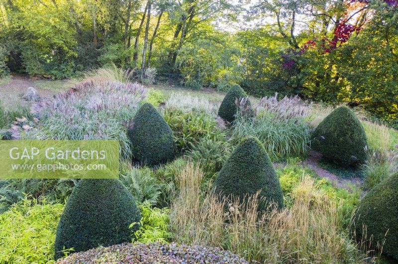 Large cones of clipped Taxus baccata in area planted with different ornamental grasses. October. Autumn.