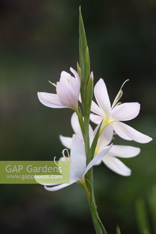 Schizostylis coccinea 'Pink Princess' - Hesperantha - October