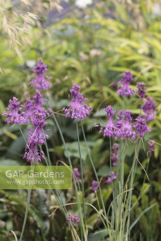 Allium carinatum subsp. pulchellum - August