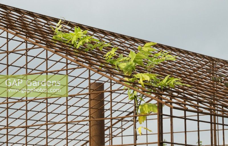 Climber on the roof of house frame of corten steel grid.