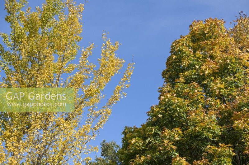 Ginkgo biloba 'Fastigiata' and Acer platanoides 'Olmsted' - Maidenhair Tree and Norway Maple tree foliage in autumn