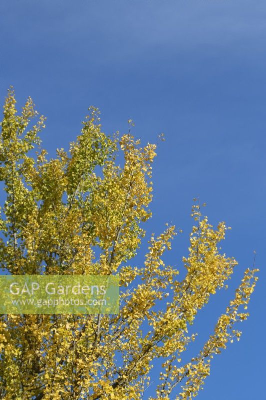 Ginkgo biloba 'Fastigiata' - Maidenhair Tree in autumn