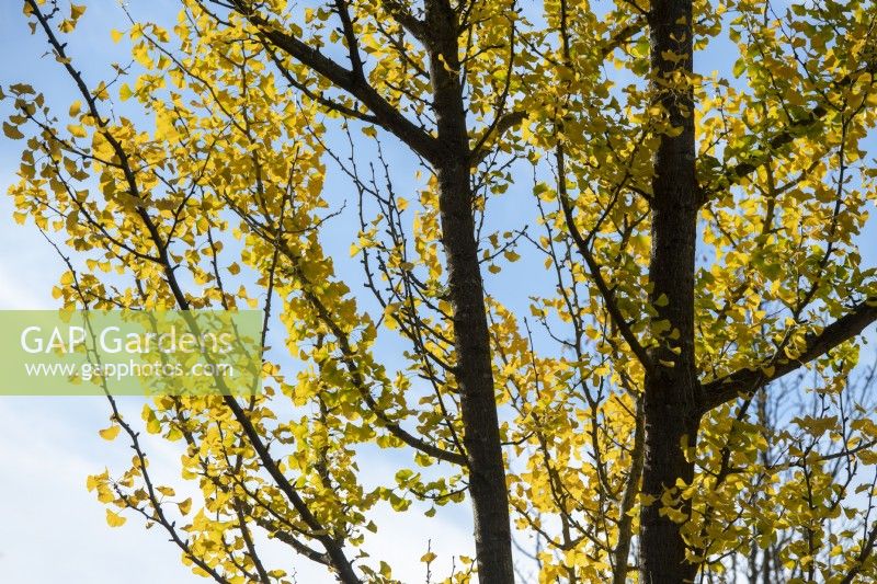 Ginkgo biloba 'Fastigiata' - Maidenhair Tree in autumn