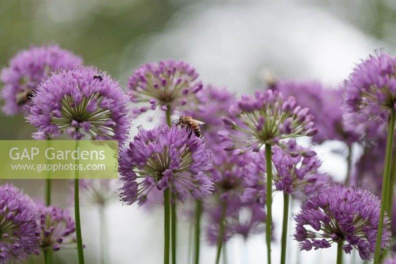 Honey bee on Allium 'Millennium' - August