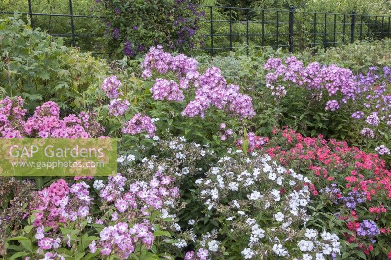 Border of Dianthus barbatus syn. sweet William. Recently-cut Delphinium at back of border. Flowering Clematis growing against painted, metal fencing. September, Summer