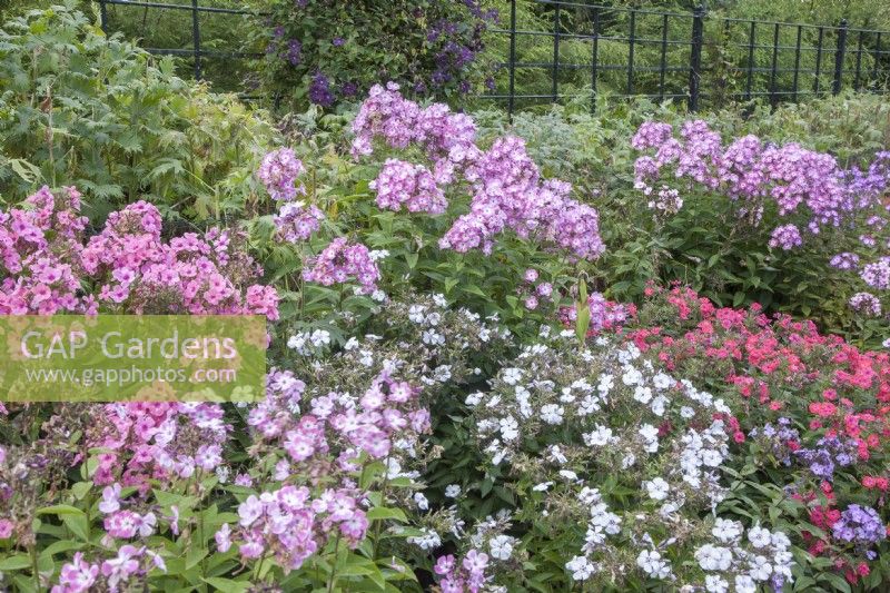 Border of Dianthus barbatus syn. sweet William. Recently-cut Delphinium at back of border. Flowering Clematis growing against painted, metal fencing. September. Summer
