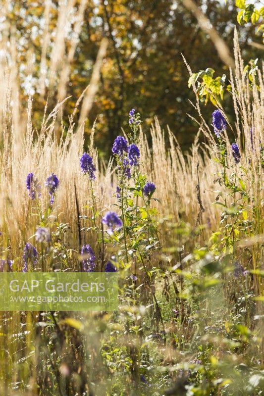 Aconitum carmichaelii 'Kelmscott' with Calamagrostis x acutiflora 'Karl Foerster' - October.