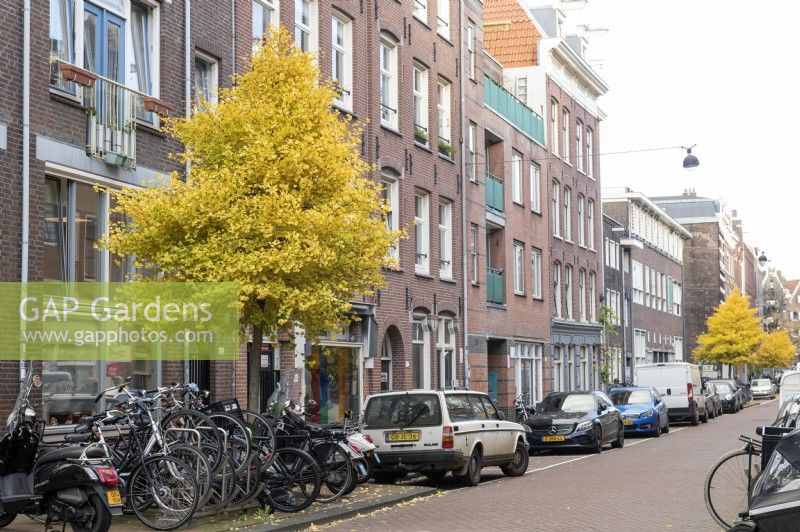 Ginkgo biloba trees display their autumn colours in the Amsterdam Jordaan. 