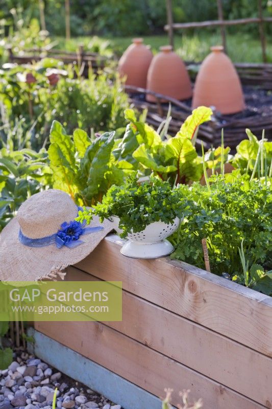 Colander with harvested parsley.