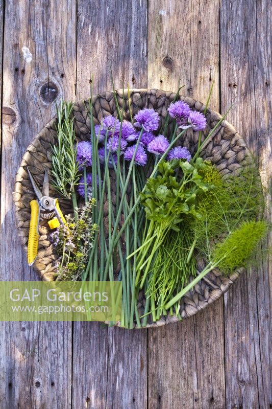 Harvested herbs: chives - Allium schoenoprasum, fennel - Foeniculum vulgare, parsley - Petroselinum crispum. rosemary - Salvia rosmarinus and savory - Satureja montana.