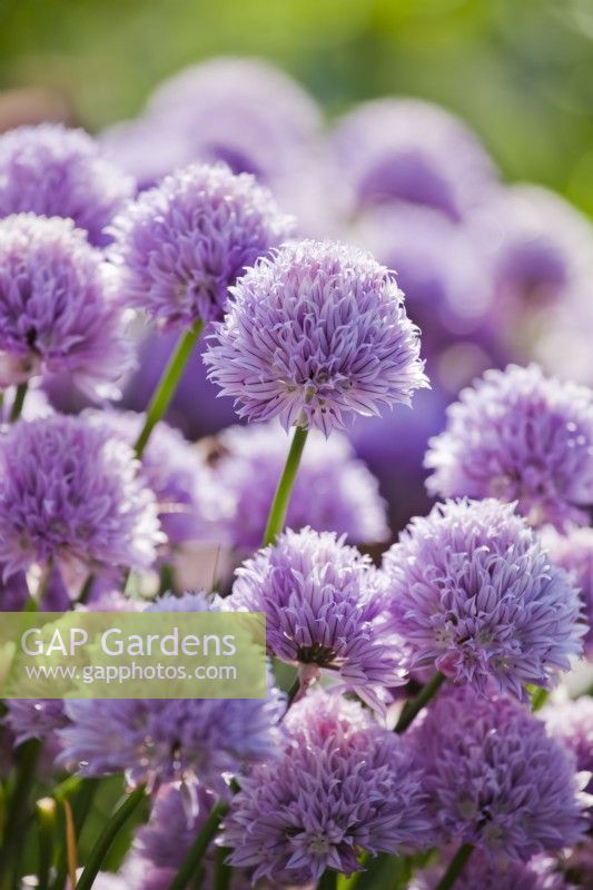 Allium schoenoprasum - chives