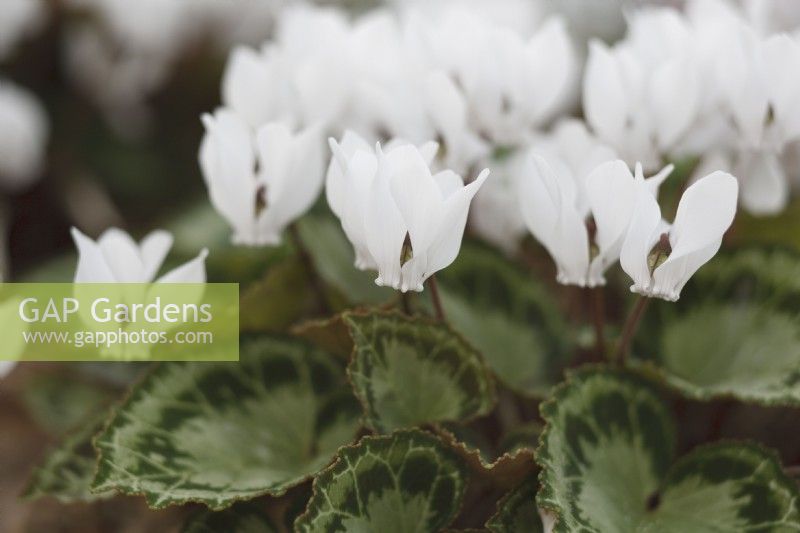 Cyclamen graecum 'Album'