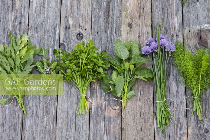 Harvested herbs: Levisticum officinale - Lovage, savory - Satureja montana. rosemary - Salvia rosmarinus and Mentha x piperita - mint, parsley - Petroselinum crispum, mint - Mentha spicata, chives - Allium schoenoprasum and fennel - Foeniculum vulgare.