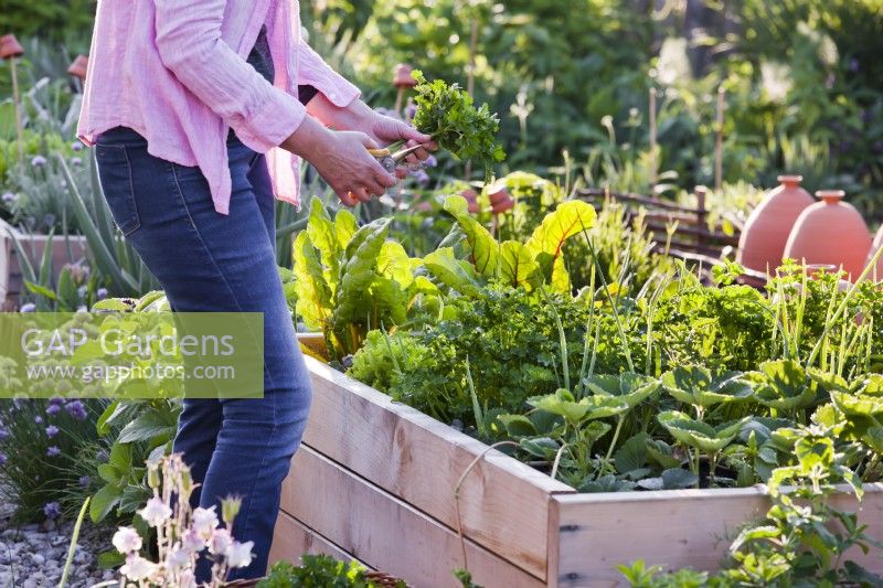 Woman harvesting broad leaved Petroselinum - Parsley.