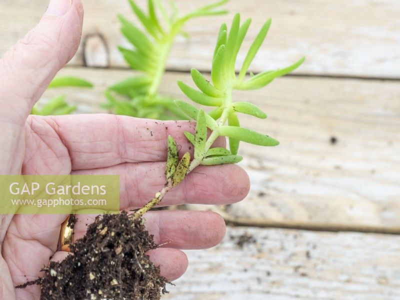 Rooted softwood cutting dilosperma