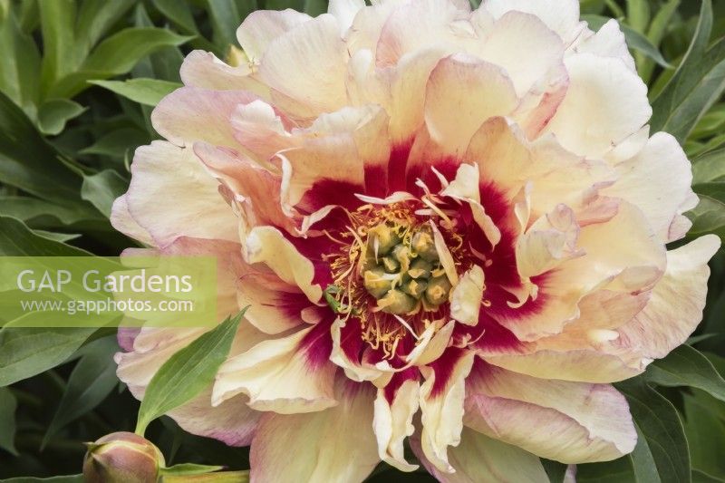 Paeonia - Itoh Hybrid Peony - May