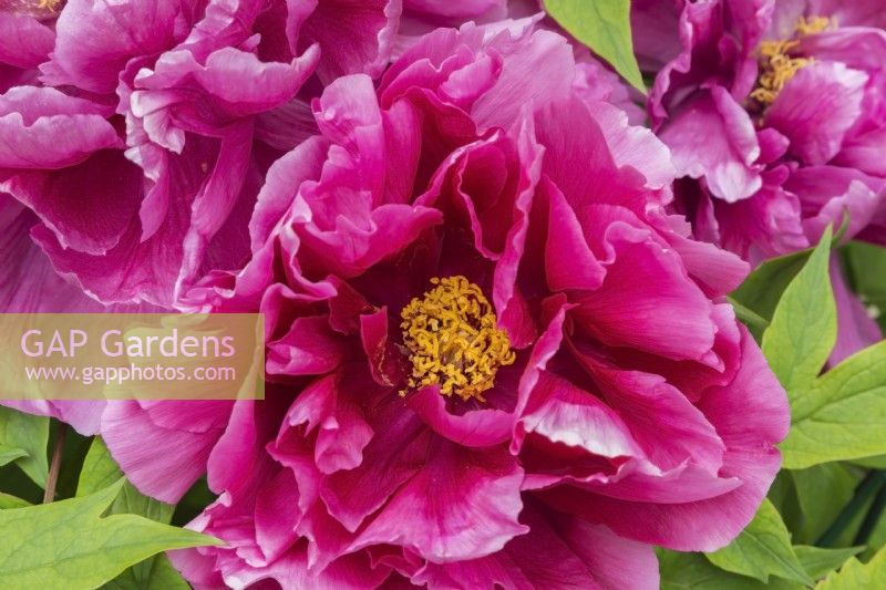 Paeonia 'Kao' - Tree Peony in spring - May