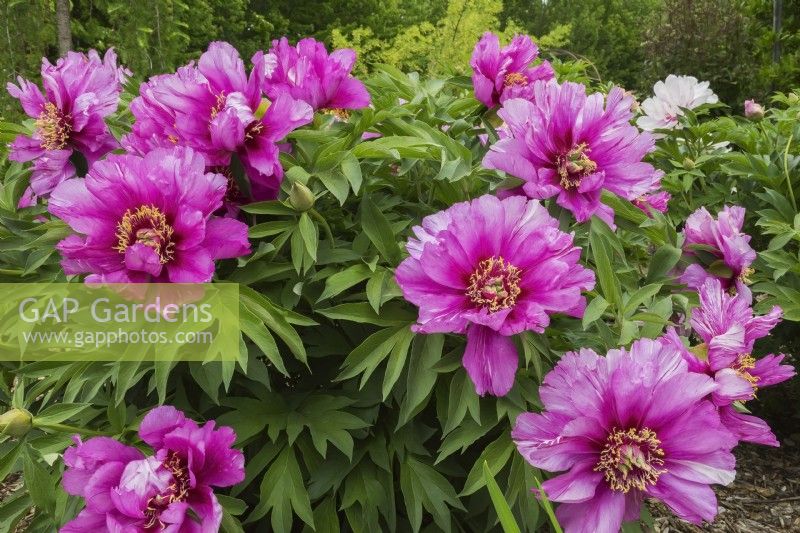 Paeonia 'Morning Lilac' - Itoh Hybrid Peony - May