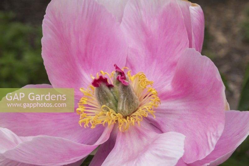 Hybrid Paeonia - Peony created by hybridizer Francois-Leo Tremblay in Quebec - May
