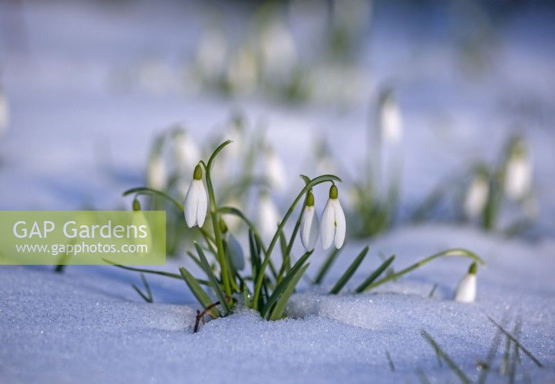 Galanthus nivalis, Snowdrops in snow in February, Winter