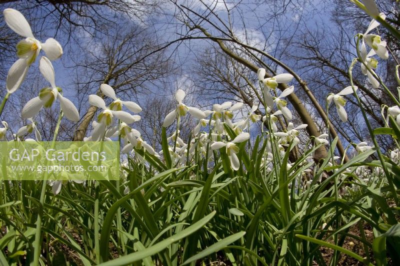 Galanthus nivalis, Snowdrops Walsingham Abbey Norfolk late February