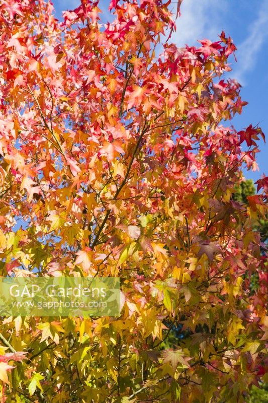 Liquidambar styraciflua 'Lane Roberts' - October.