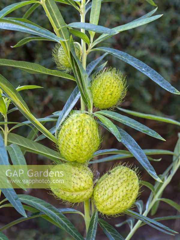 Gomphocarpus physocarpus, 'balloon plant' November
