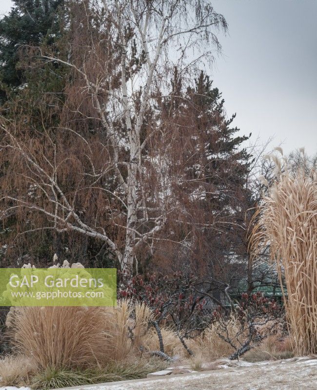 Dried ornamental grasses line a frost covered pathway, with birch tree and sumac