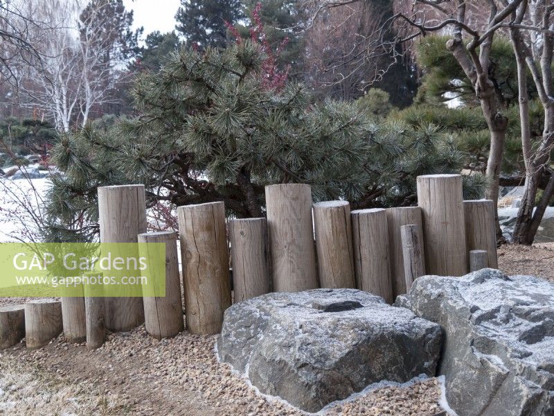 Japanese garden vignette in winter featuring dwarf pine, boulders and wooden poles
