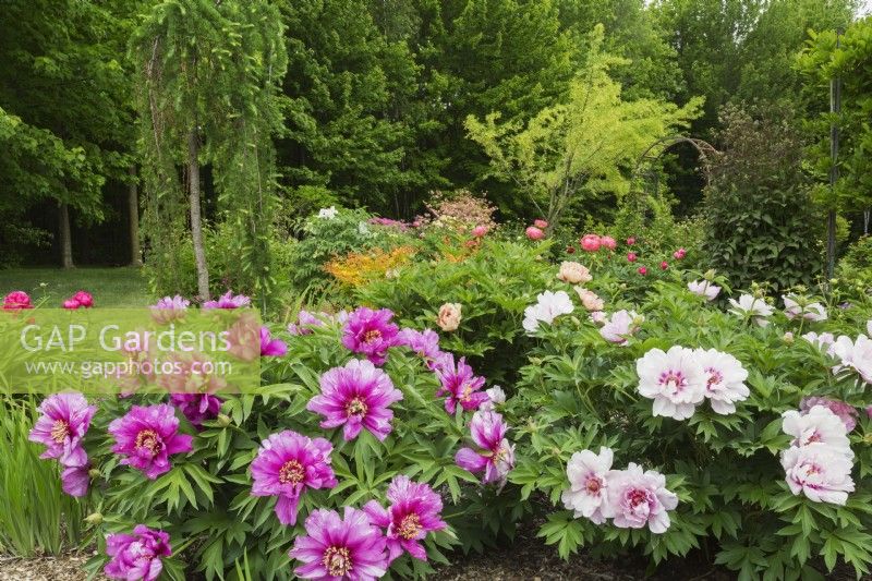 Paeonia 'Morning Lilac' and 'First Arrival' Itoh Hybrid Peony shrubs in backyard garden - May