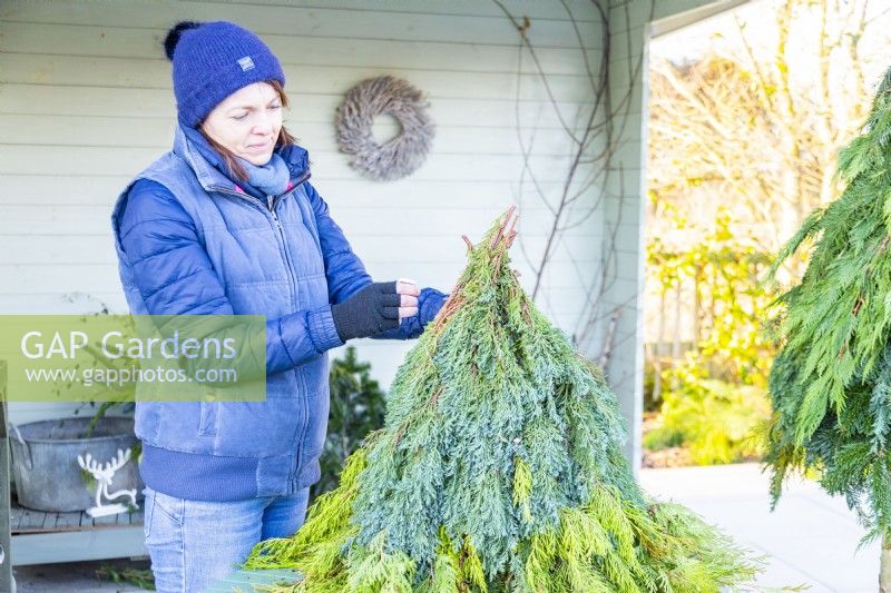 Woman using wire to tie conifer branches around the plant pot