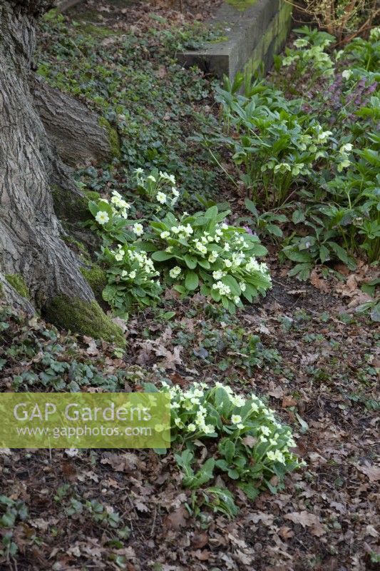 Primula vulgaris, wild primrose, growing through oak leaf litter at foot of tree in woodland garden