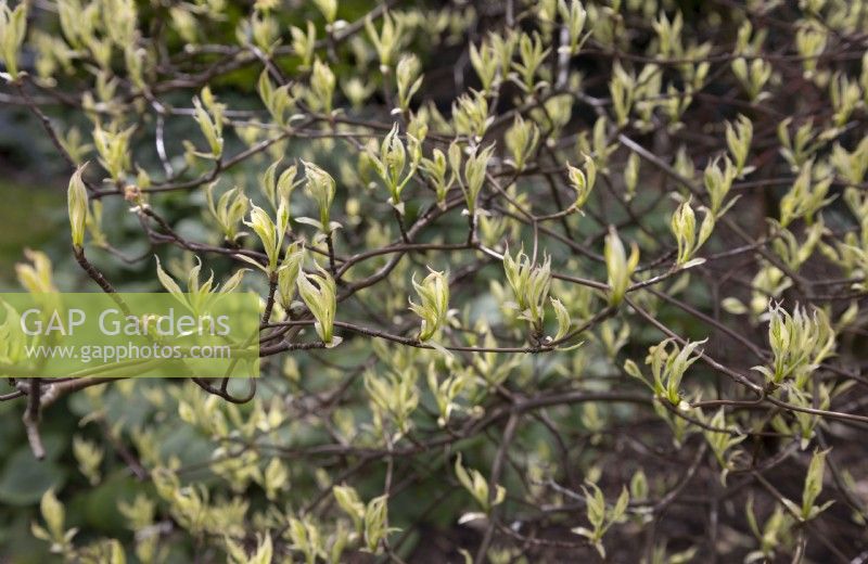 Cornus alternifolia 'Argentea', spring shoots