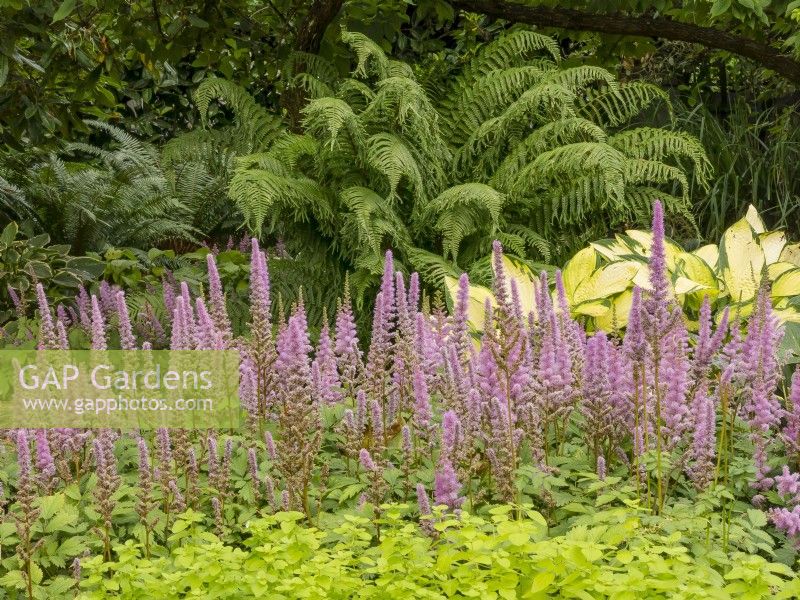 Shade loving plant combination featuring Dryopteris affinis 'Polydactyla Dadds' and Hosta 'Gold Standard' behind Astilbe 'Visions in Pink' with Origanum vulgare 'Aureum' in foreground