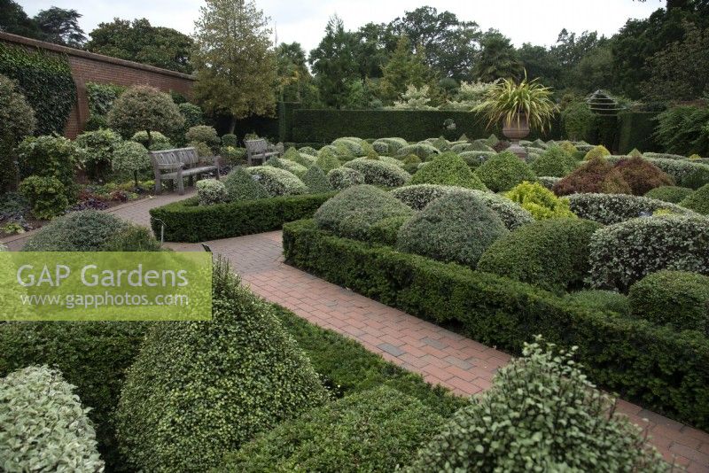 Walled Garden at RHS Garden Wisley demonstrating alternatives to using Box and to using Pittosporum Collaig Silver and Arundel Green along with Taxus baccata
