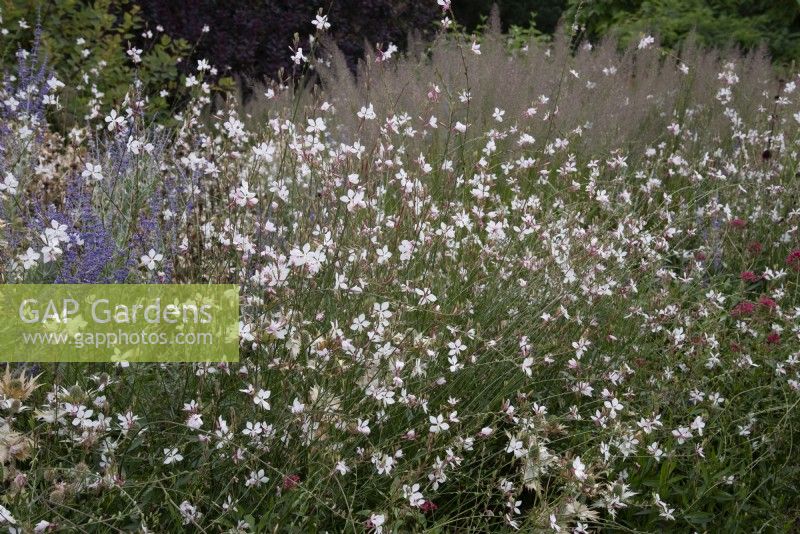 Gaura lindheimeri 'The Bride'