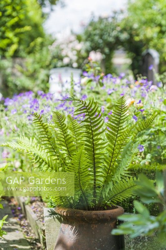 Dryopteris fern in old terracotta container - June