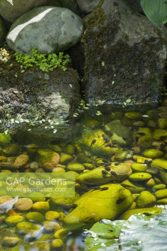 Tadpoles resting on submerged pebbles in shallow water on edge of wildlife pond - June