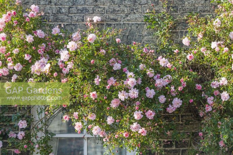 Rosa 'Paul Noel' trained on house wall - May.
