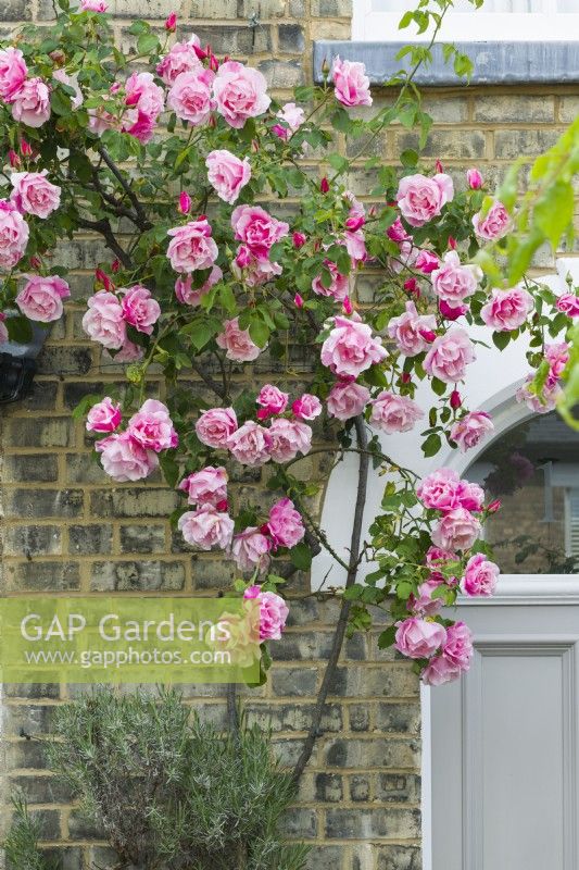 Rosa 'Madame Gregoire Staechelin' trained beside front door of Victorian house - May